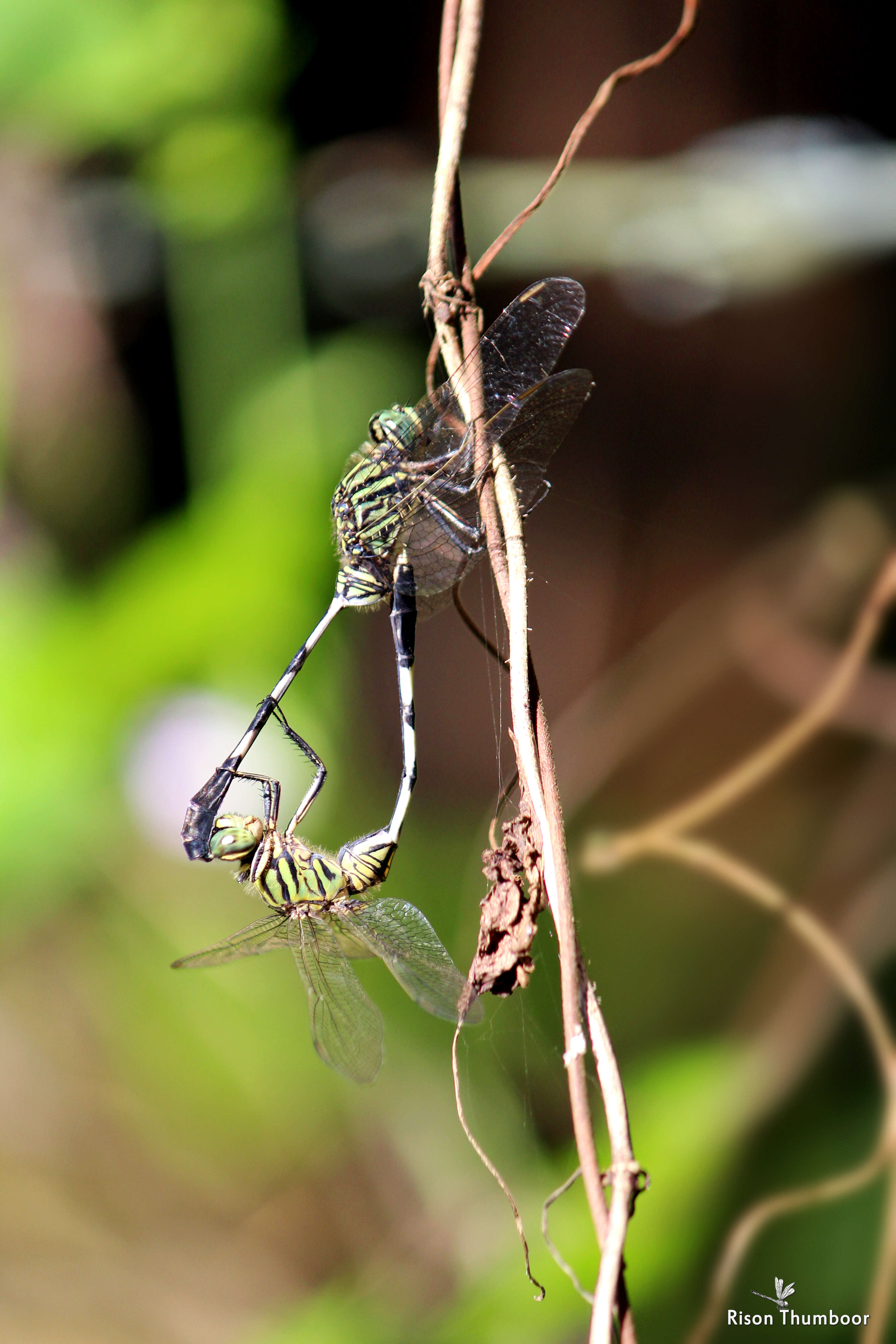 Image of Slender Skimmer