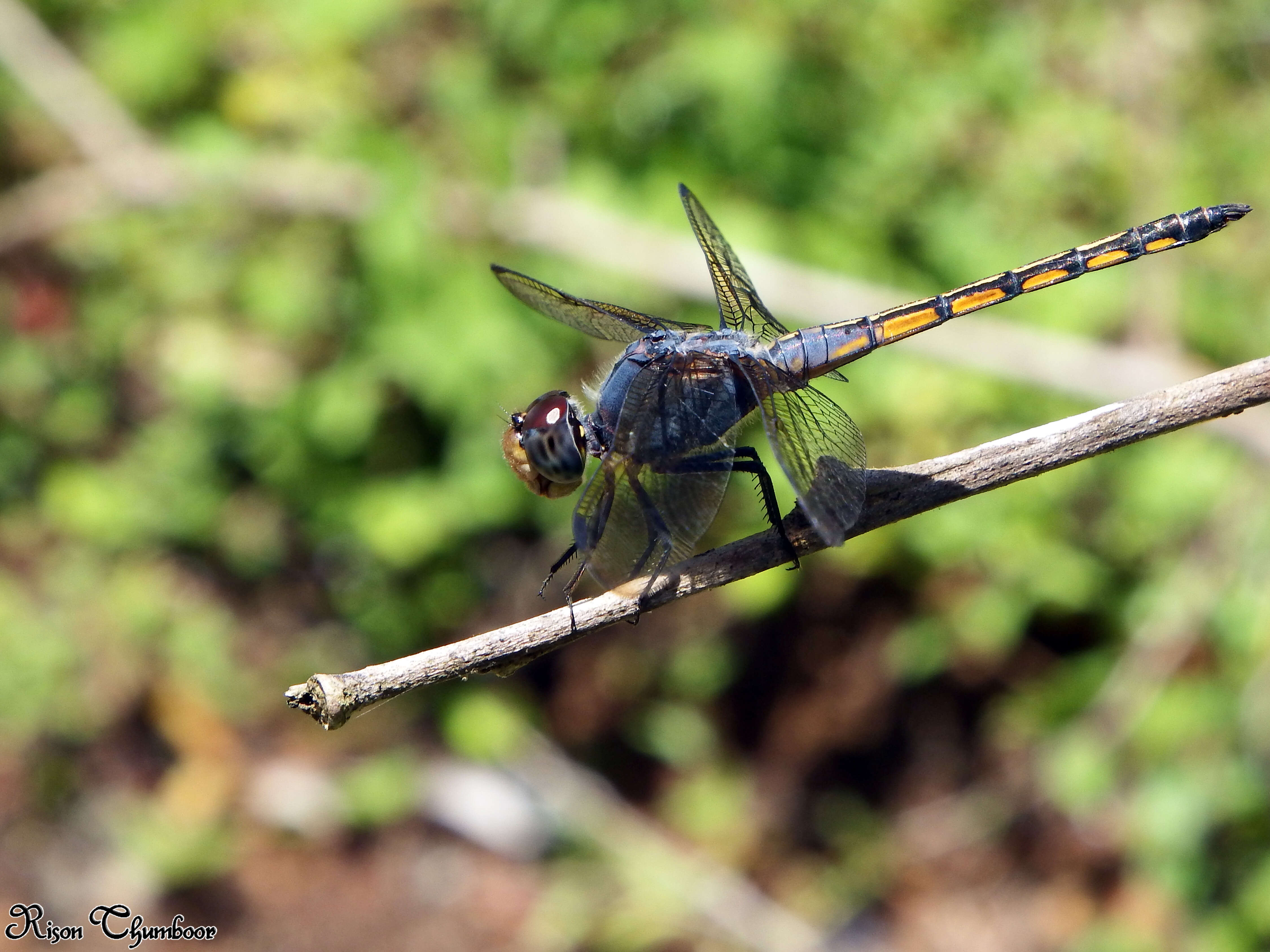 Image of Blue Chaser