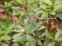 Image of Diplacodes trivialis (Rambur 1842)