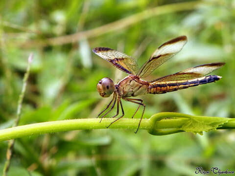 Image of Pied Paddy Skimmer