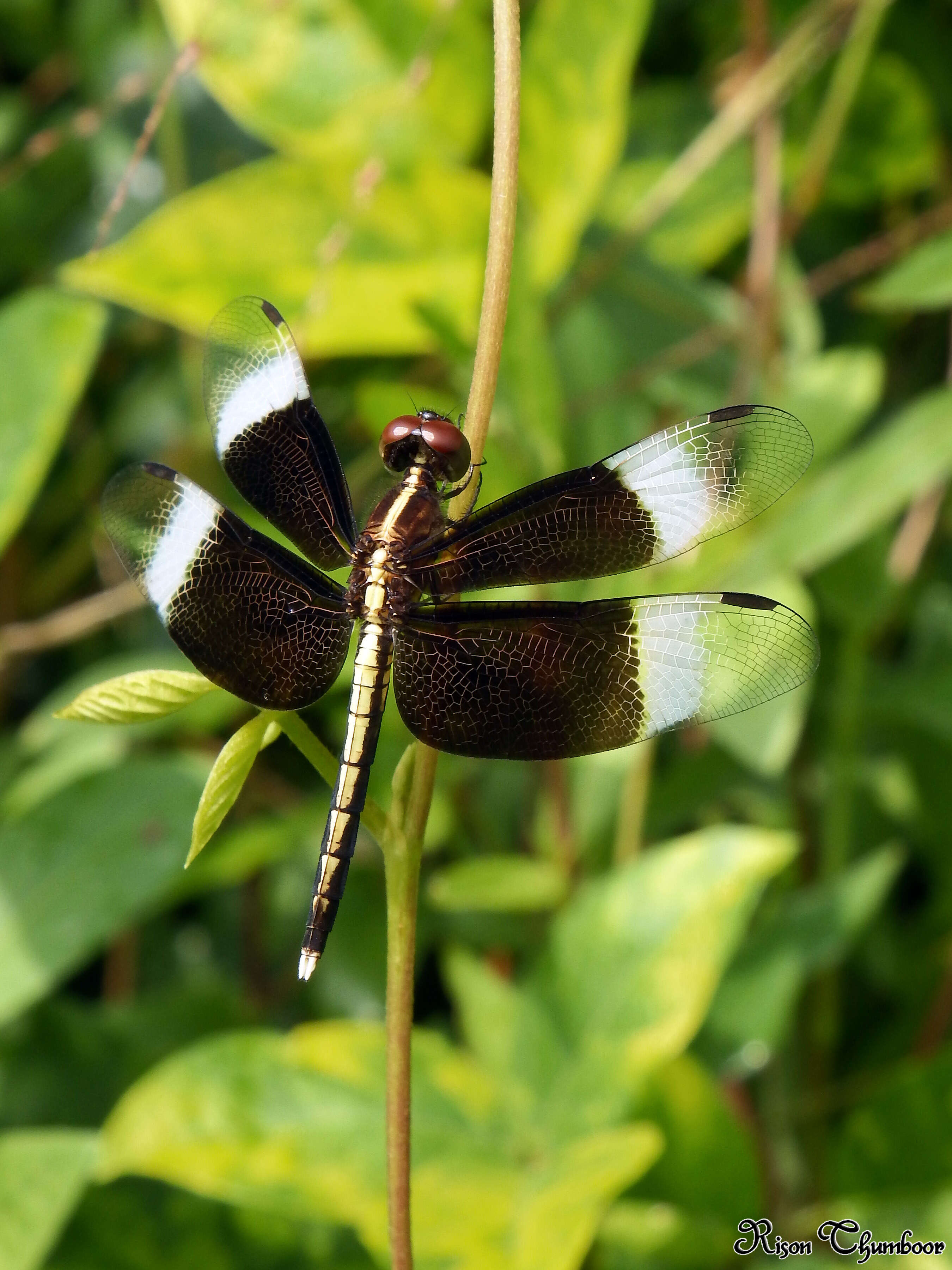 Image of Pied Paddy Skimmer