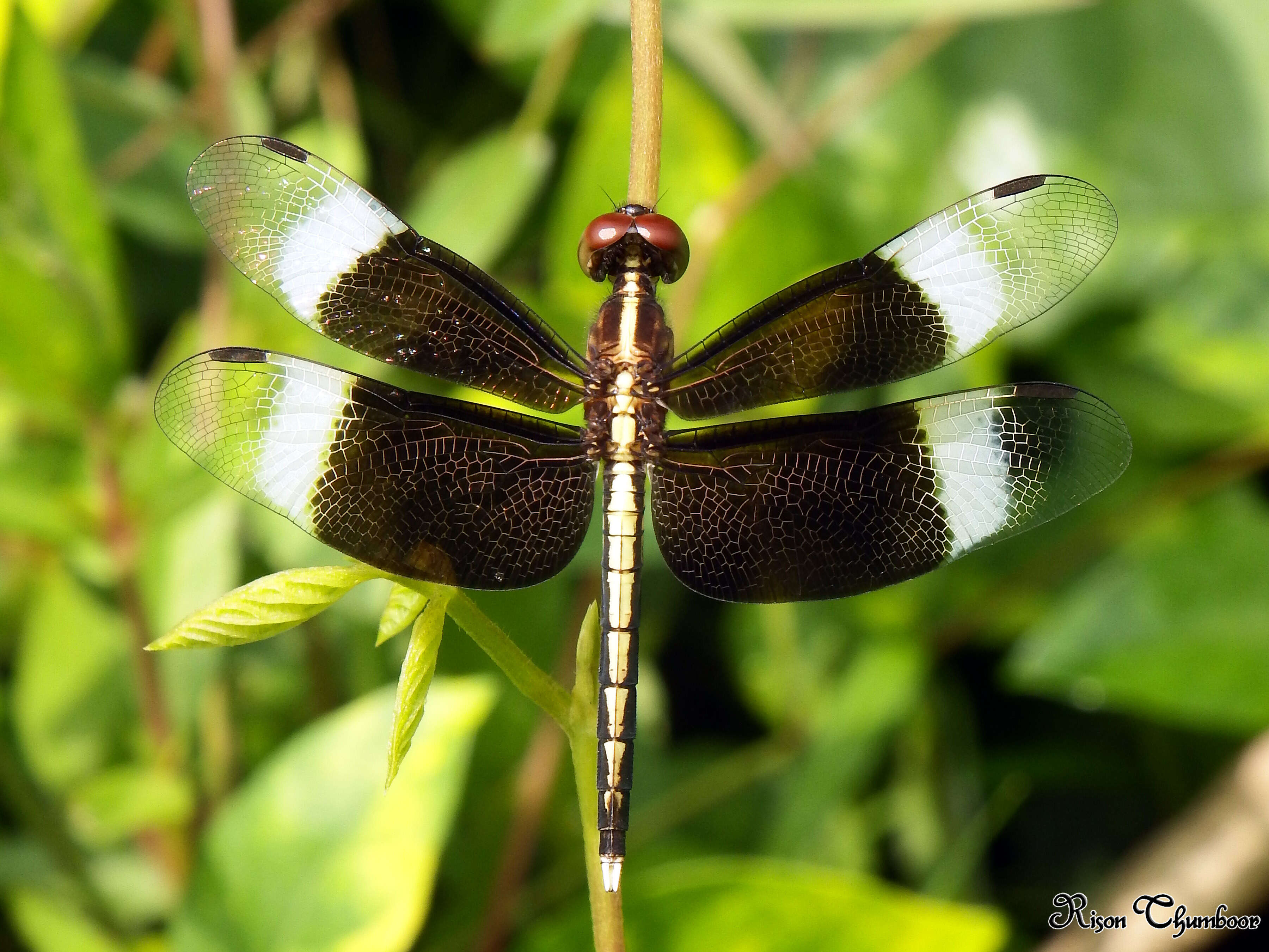 Image of Pied Paddy Skimmer