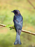 Image of Black Drongo