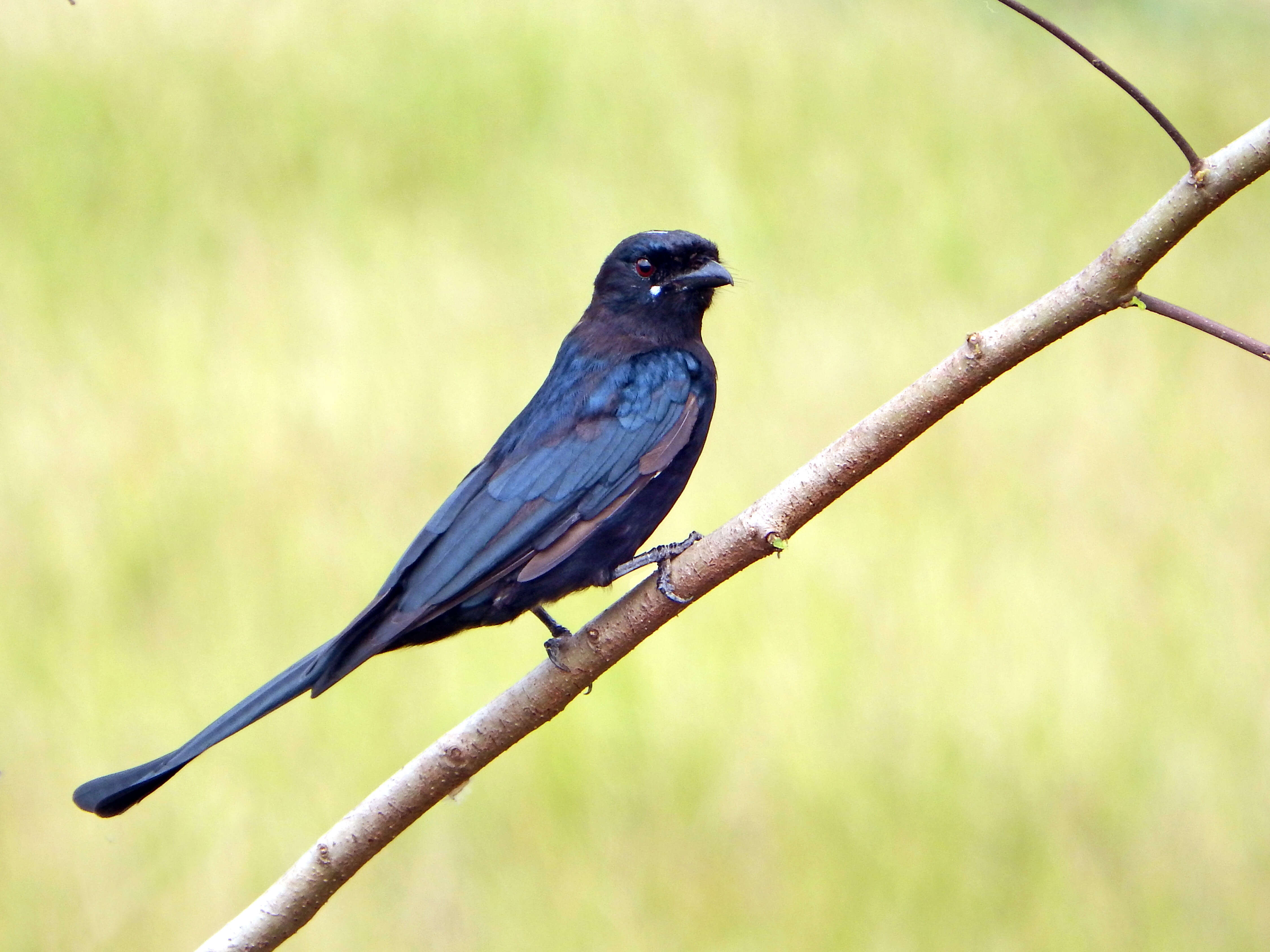 Image of Black Drongo