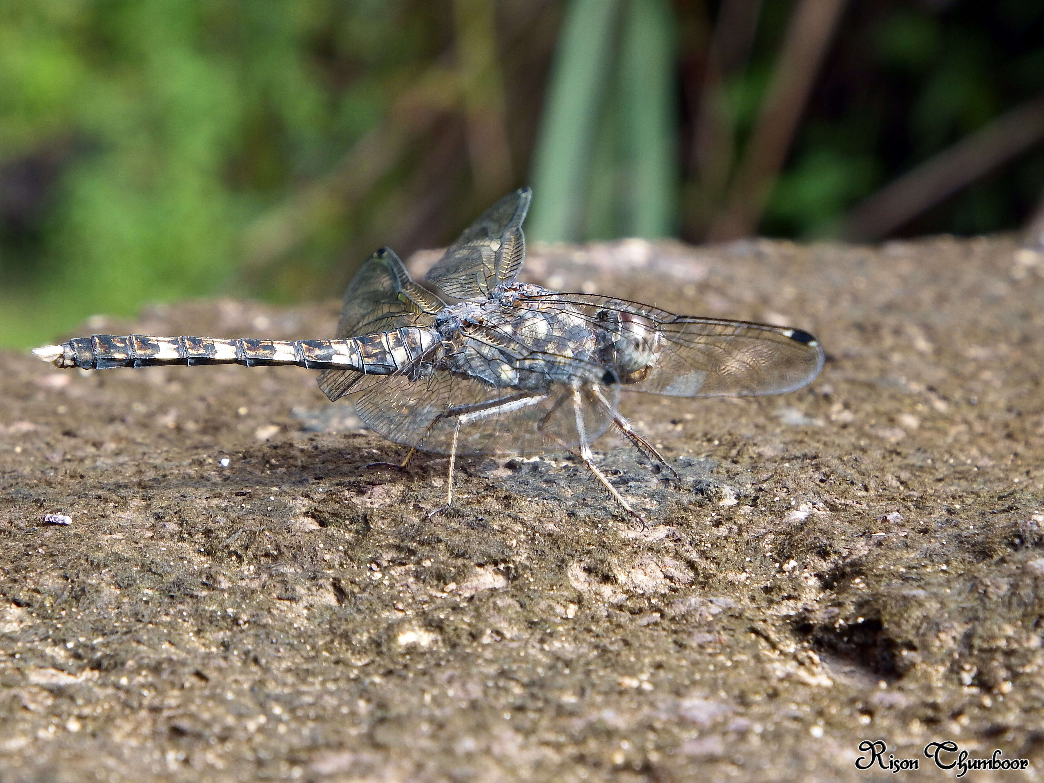 Image of Bradinopyga geminata (Rambur 1842)