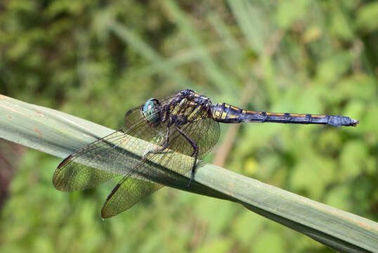 Image of blue marsh hawk