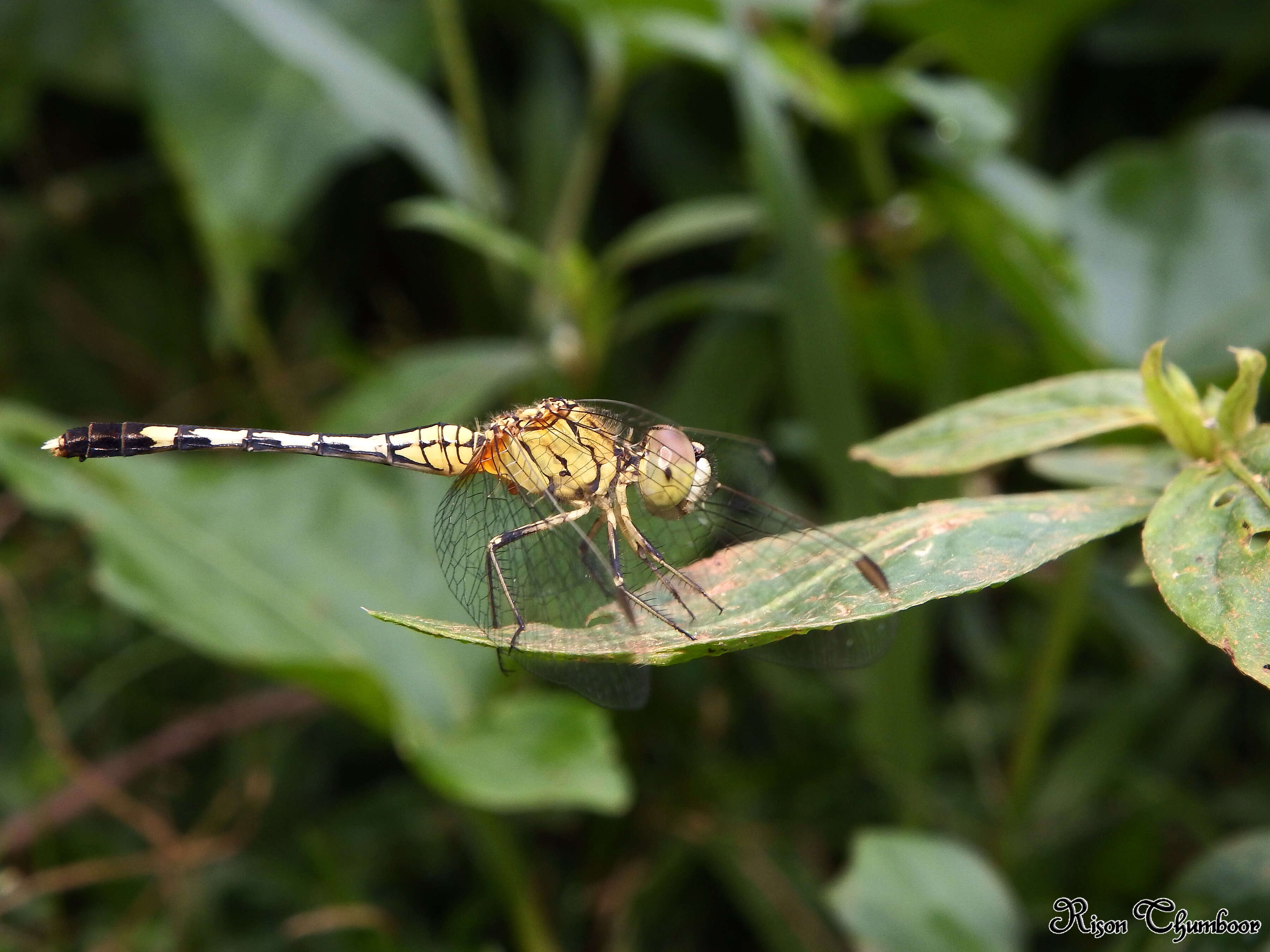 Image of Diplacodes trivialis (Rambur 1842)