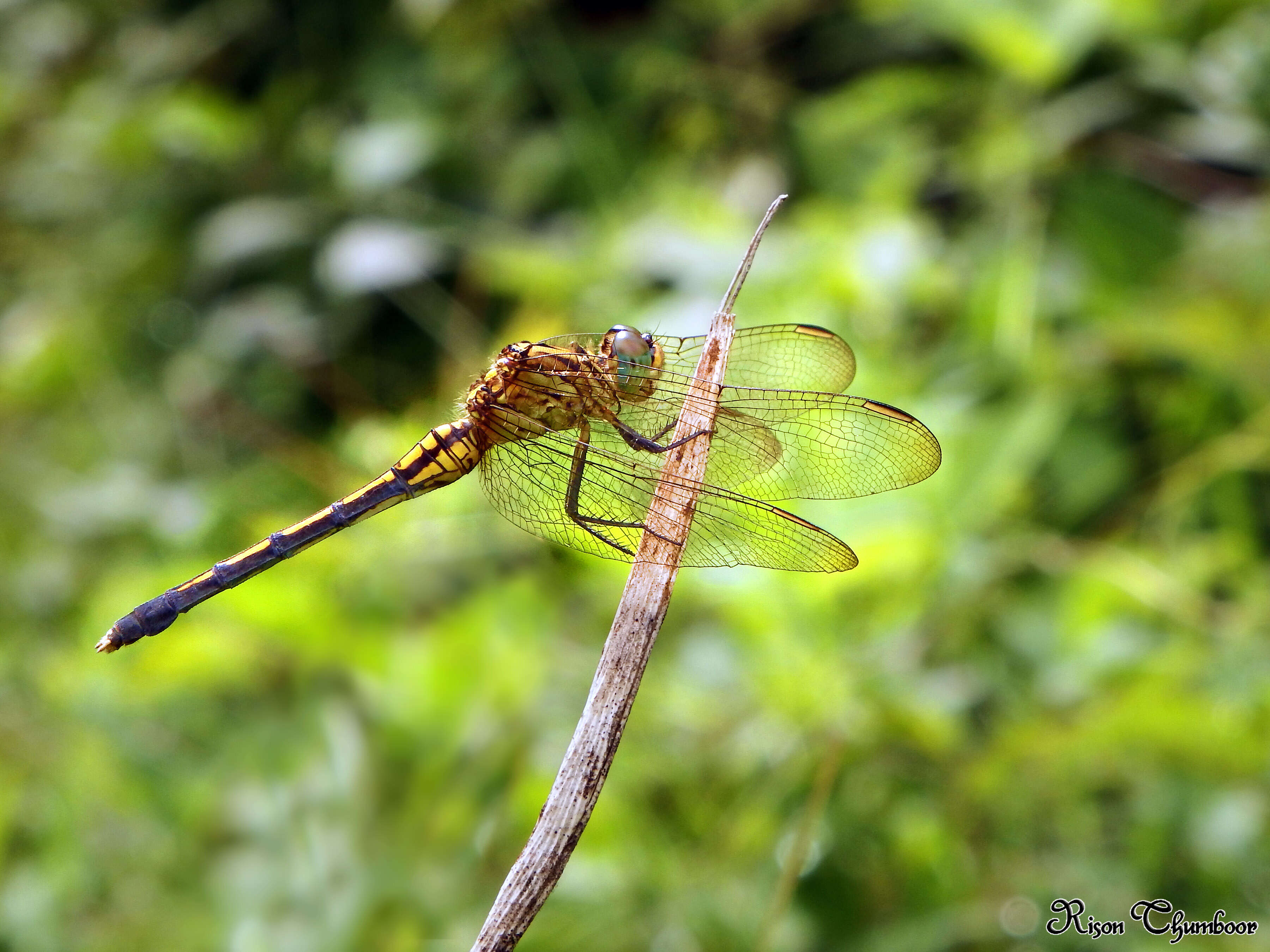 Image of Orthetrum luzonicum (Brauer 1868)