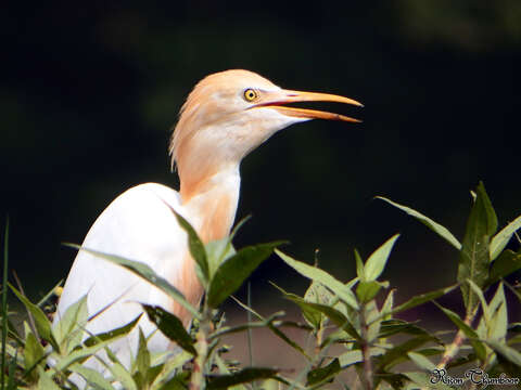 Image of Eastern Cattle Egret