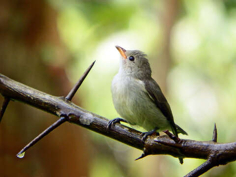 Image of Pale-billed Flowerpecker