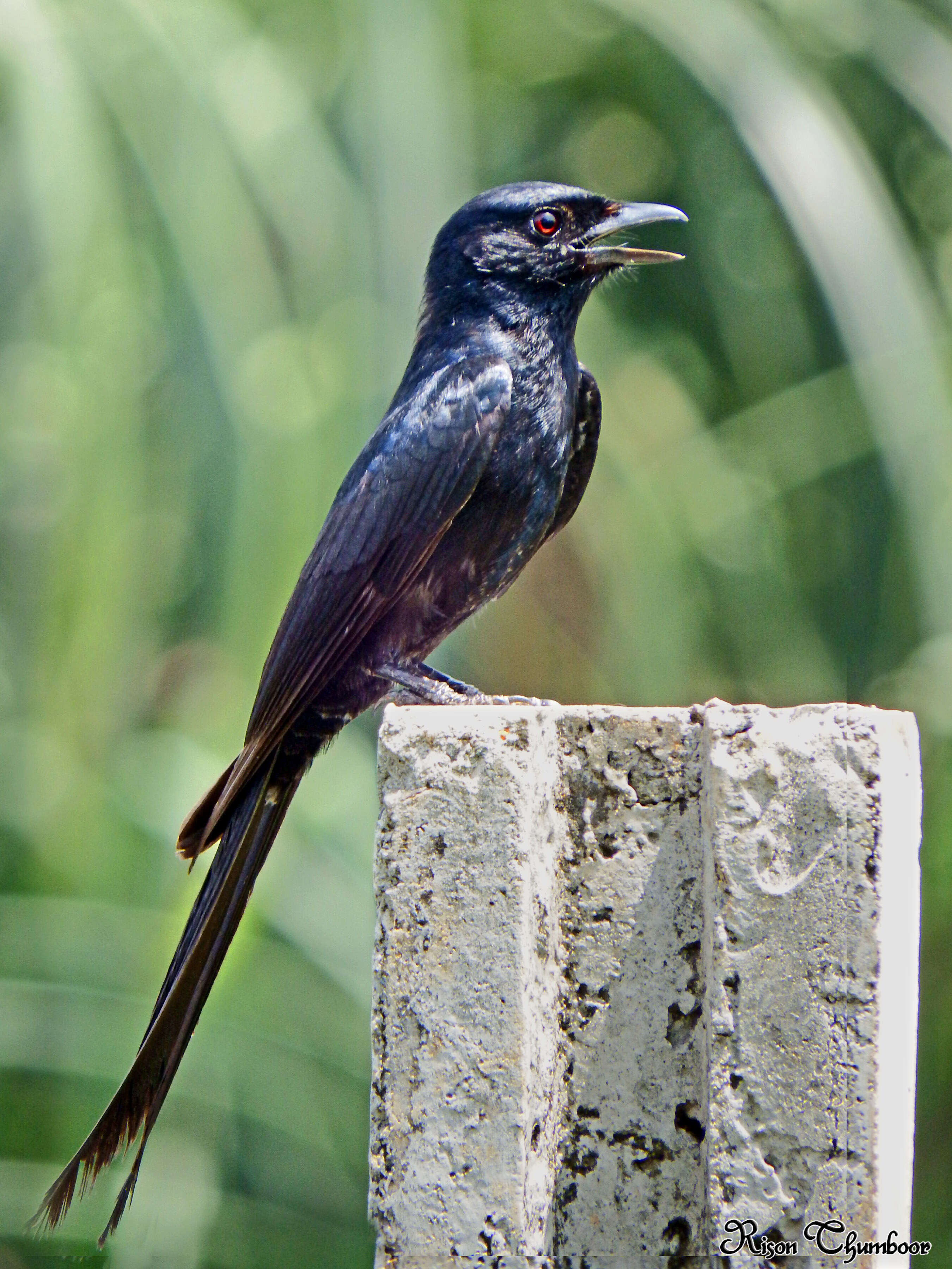 Image of Black Drongo