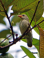 Image of Pale-billed Flowerpecker