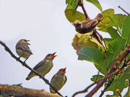 Image of Pale-billed Flowerpecker