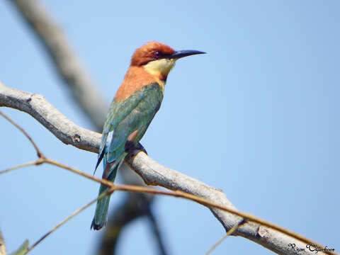 Image of Chestnut-headed Bee-eater