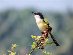 Image of Ashy Prinia