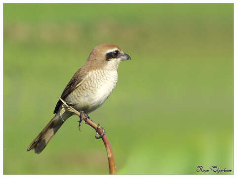 Image of Brown Shrike