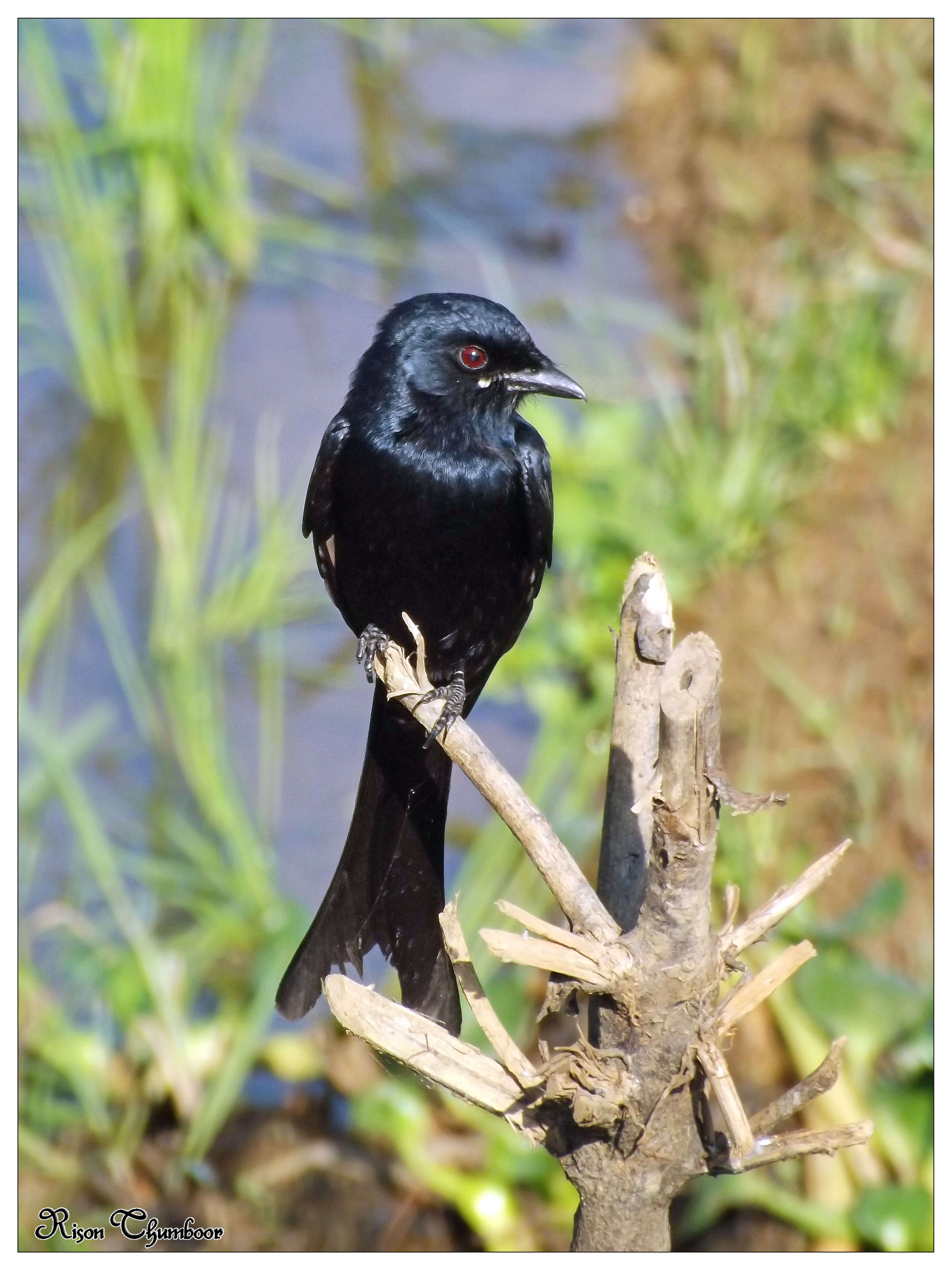 Image of Black Drongo