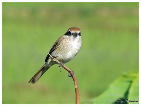 Image of Brown Shrike