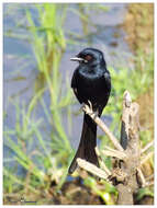 Image of Black Drongo