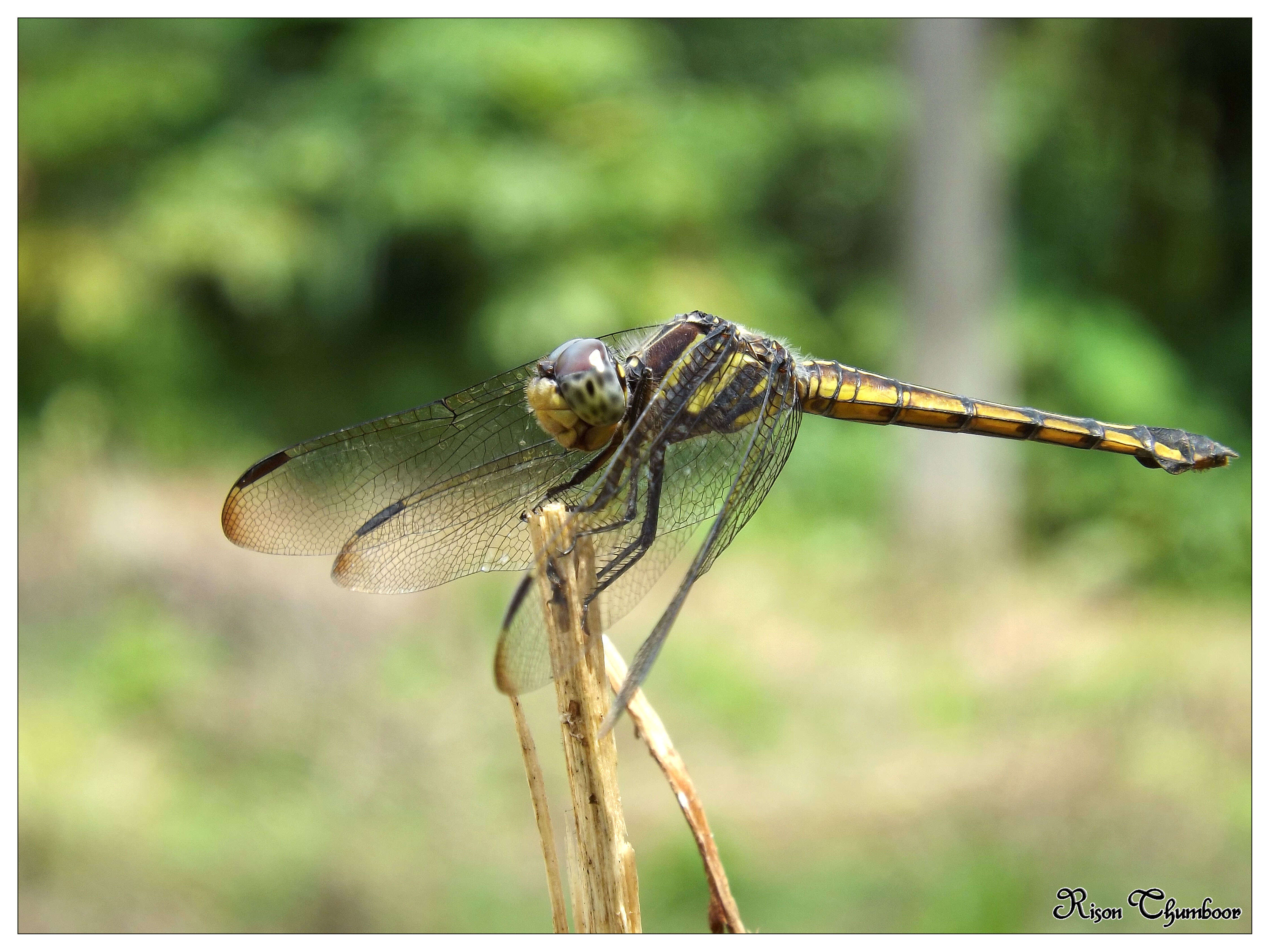 Image of Blue Chaser