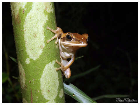 Image of Himalayan Tree Frog