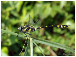 صورة Ictinogomphus rapax (Rambur 1842)