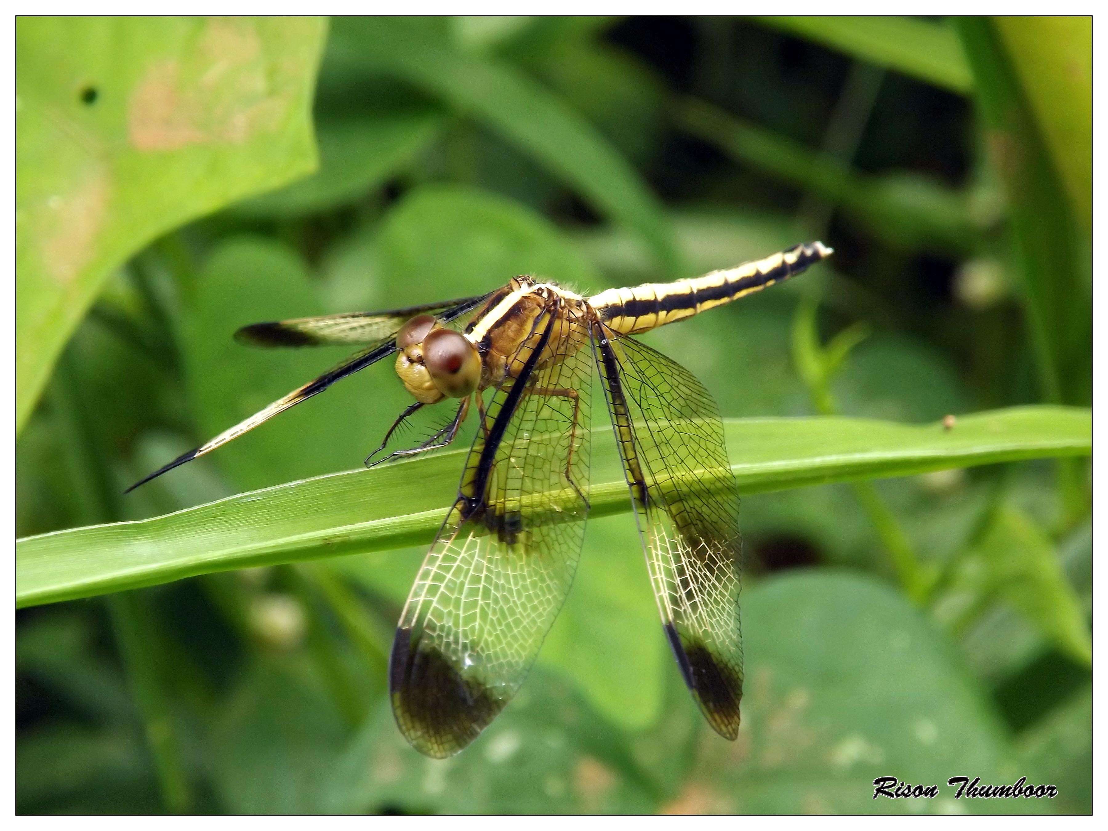 Image of Pied Paddy Skimmer