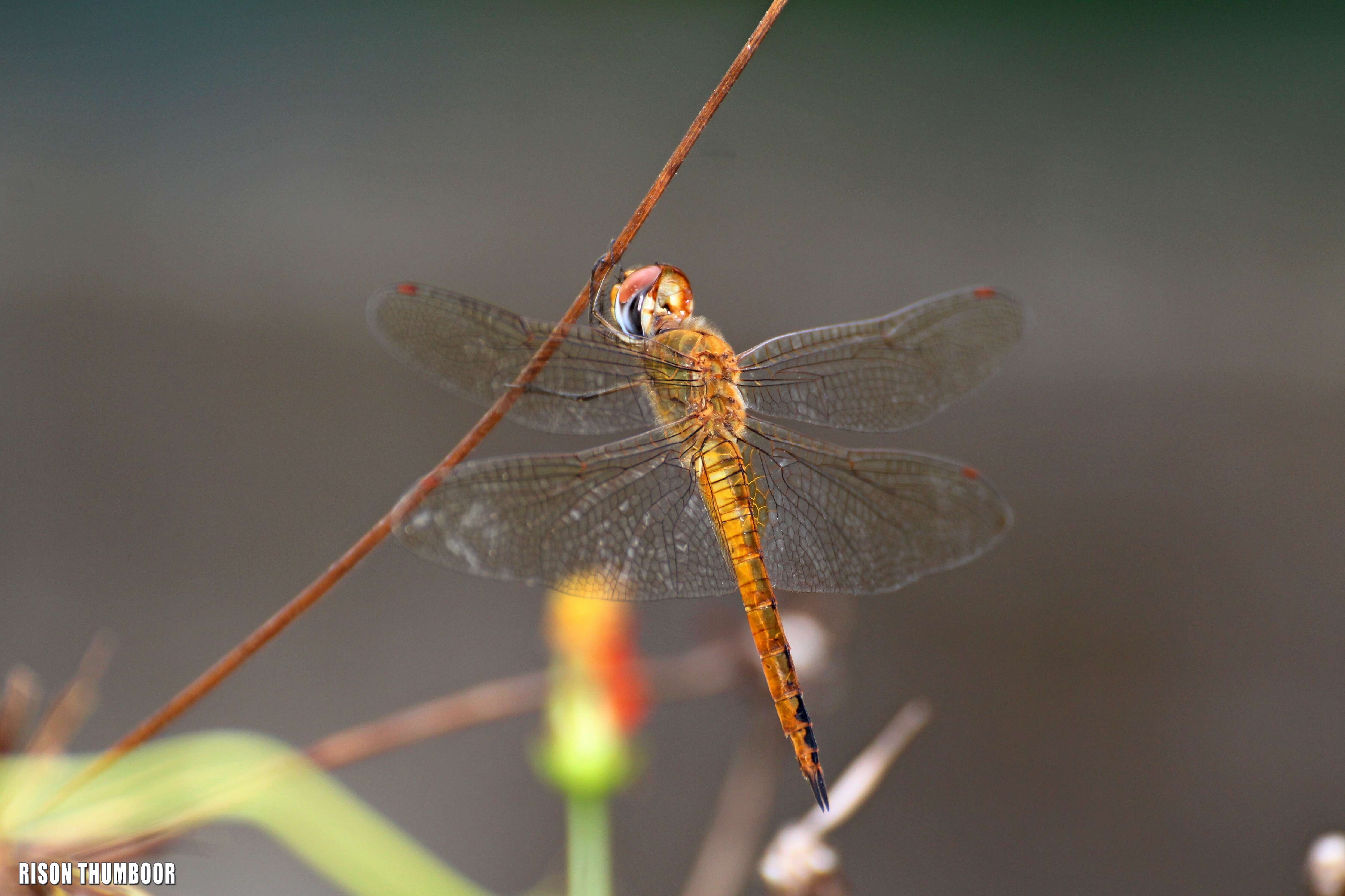 Image of Rainpool Gliders