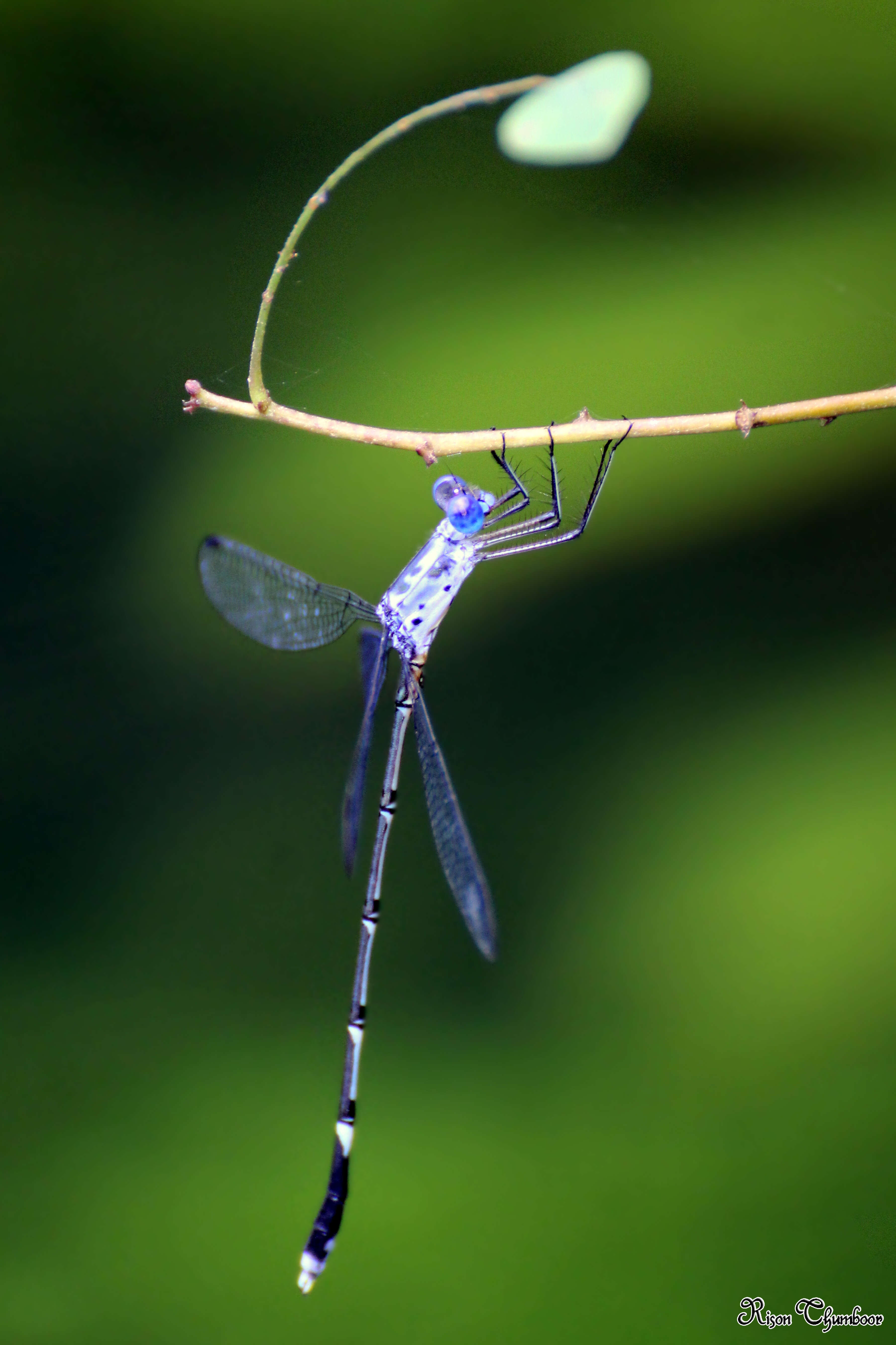 Слика од Lestes praemorsus Hagen ex Selys 1862