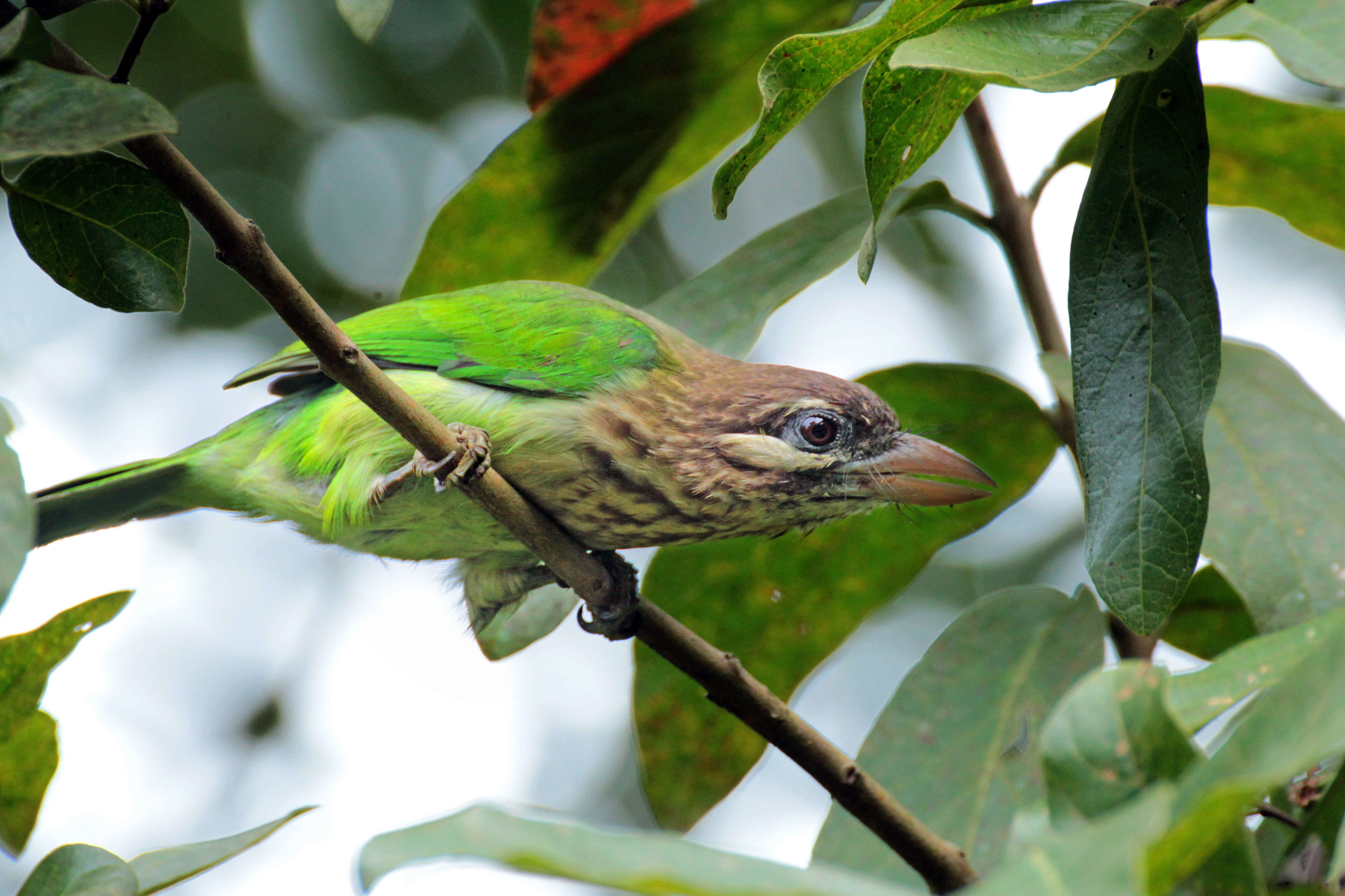 صورة Psilopogon viridis (Boddaert 1783)