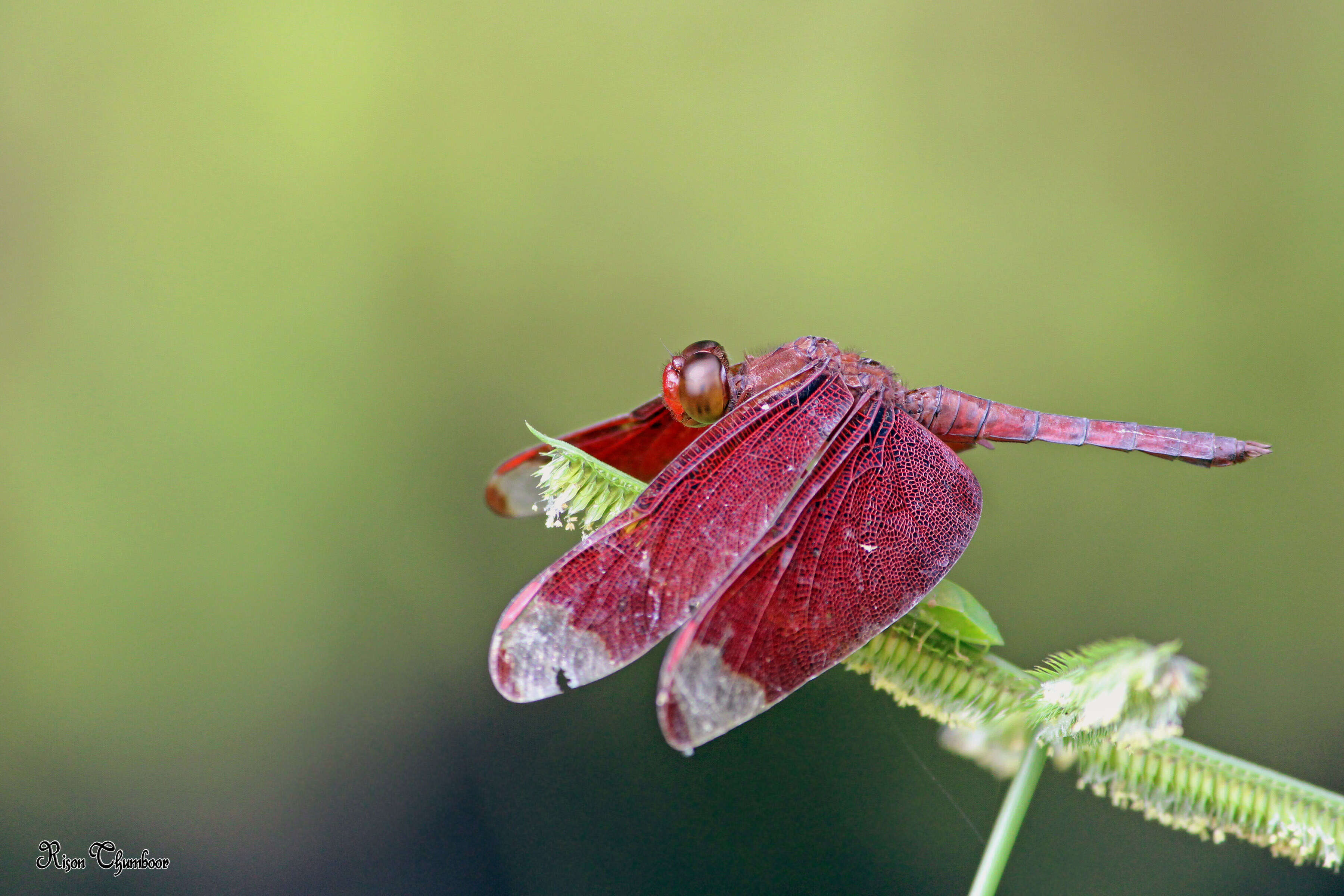 Image of Black Stream Glider