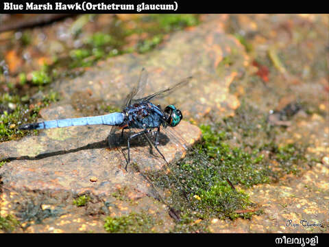 Image of blue marsh hawk