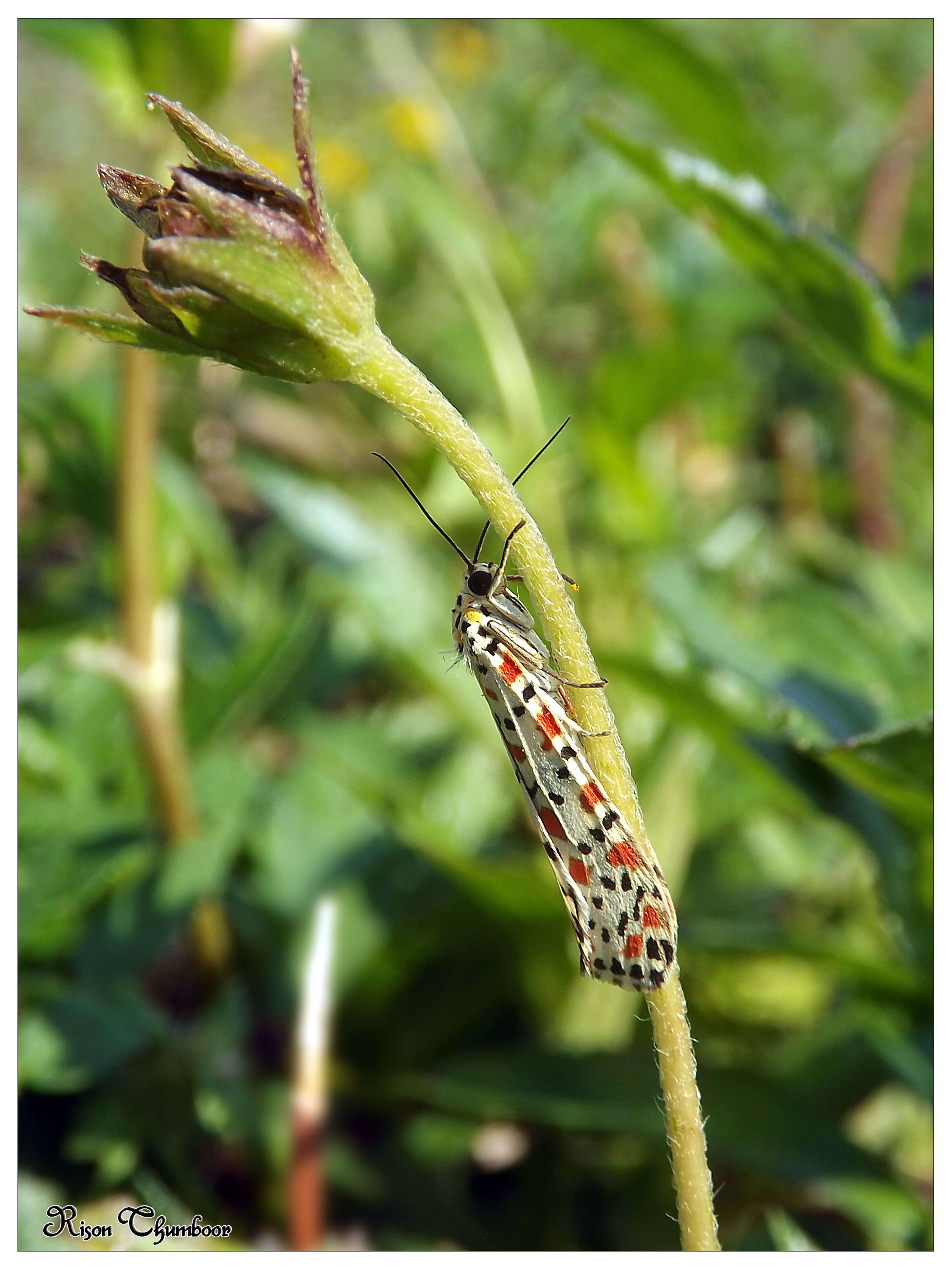 Image of Utetheisa pulchelloides Hampson 1907