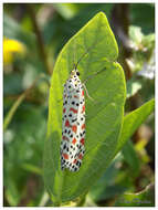 Image of Utetheisa pulchelloides Hampson 1907