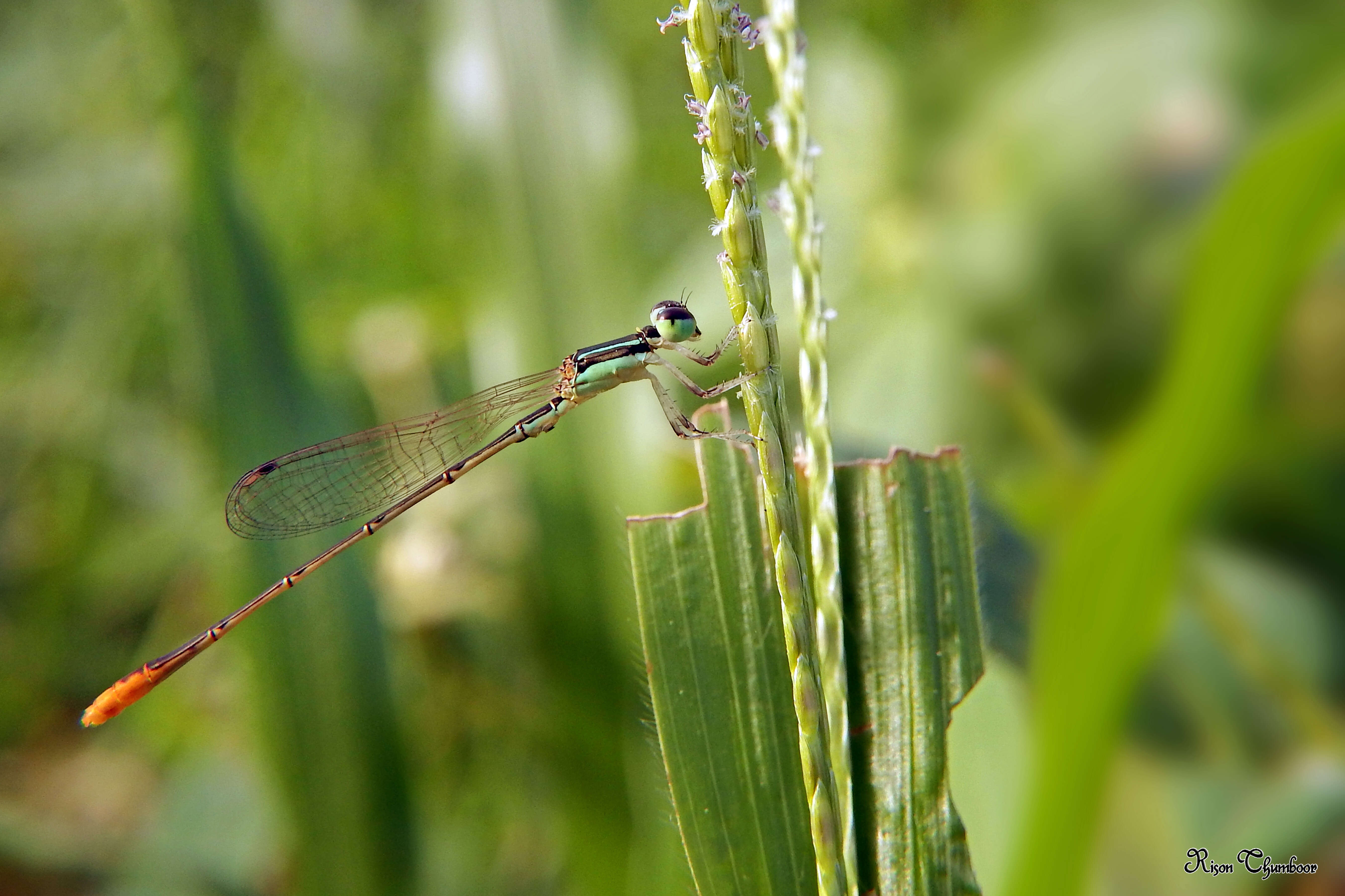 Imagem de Agriocnemis pygmaea (Rambur 1842)