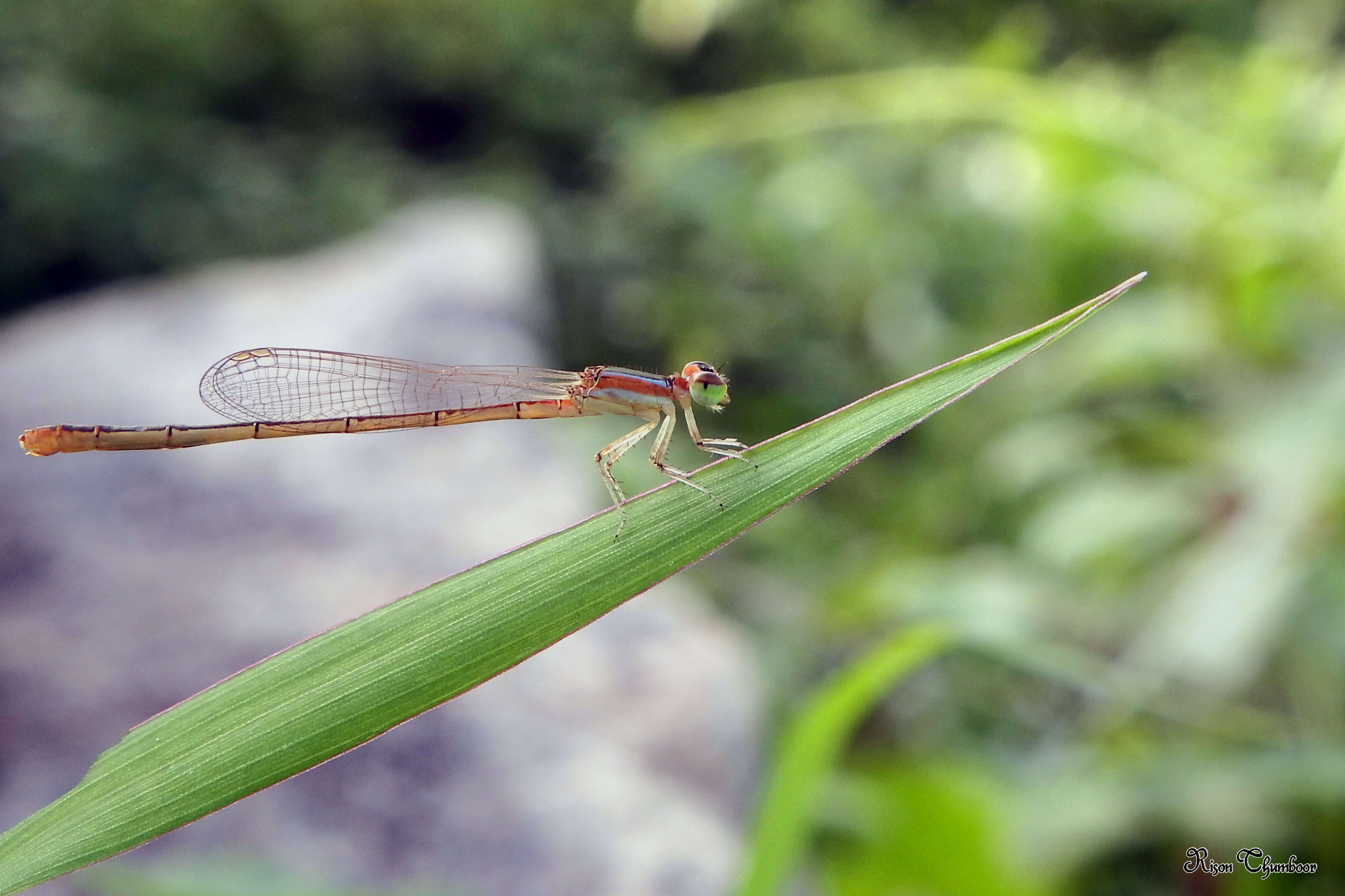 Imagem de Agriocnemis pygmaea (Rambur 1842)