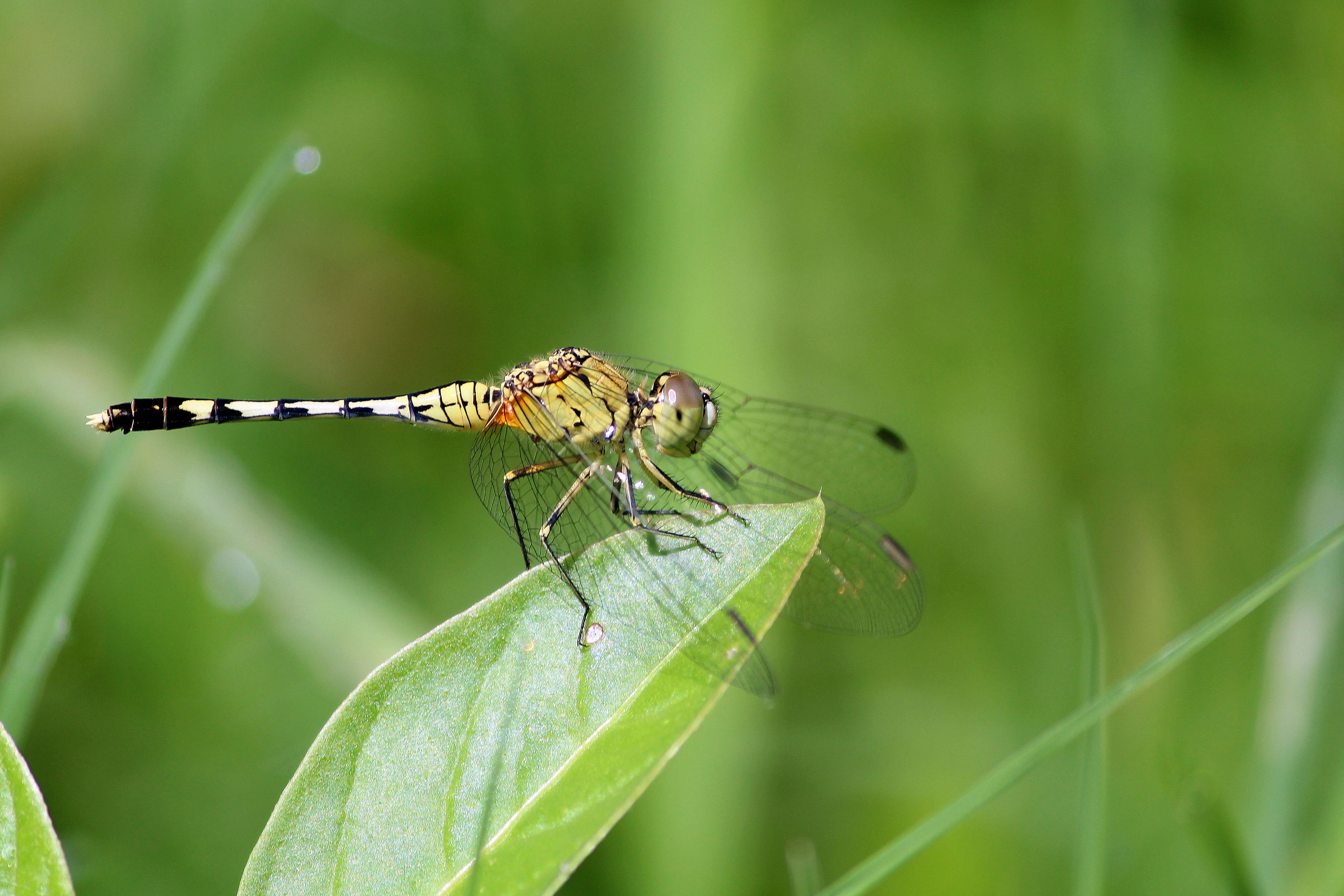 Image of Diplacodes trivialis (Rambur 1842)