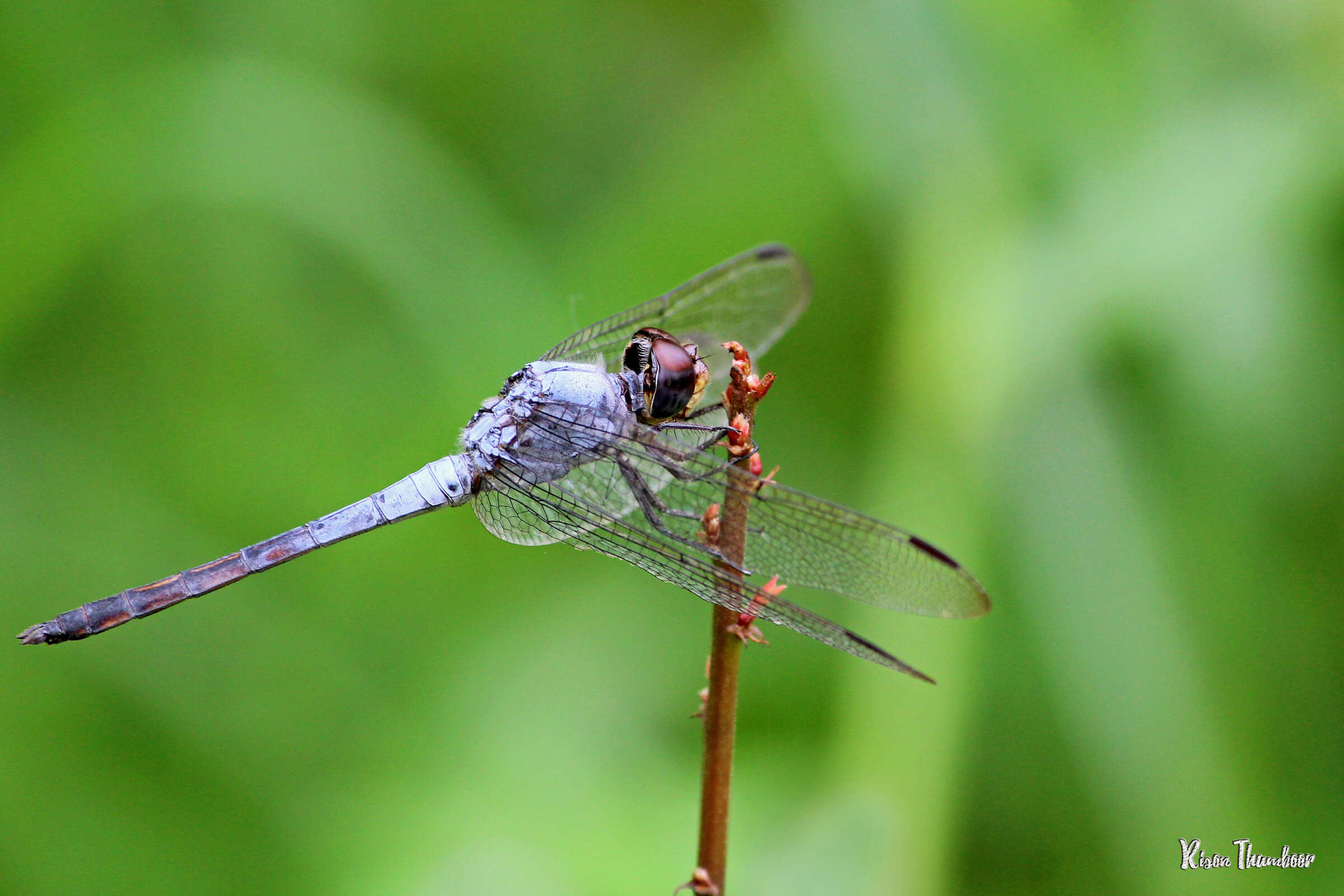 Image of Blue Chaser