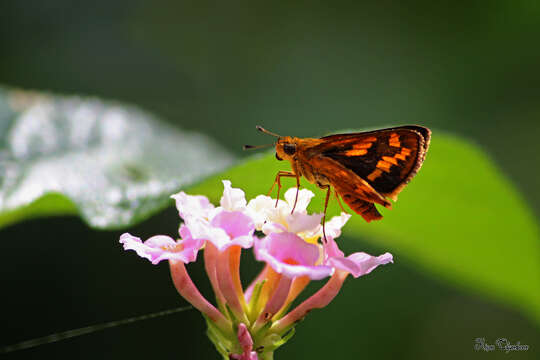 Image of Tamil grass dart