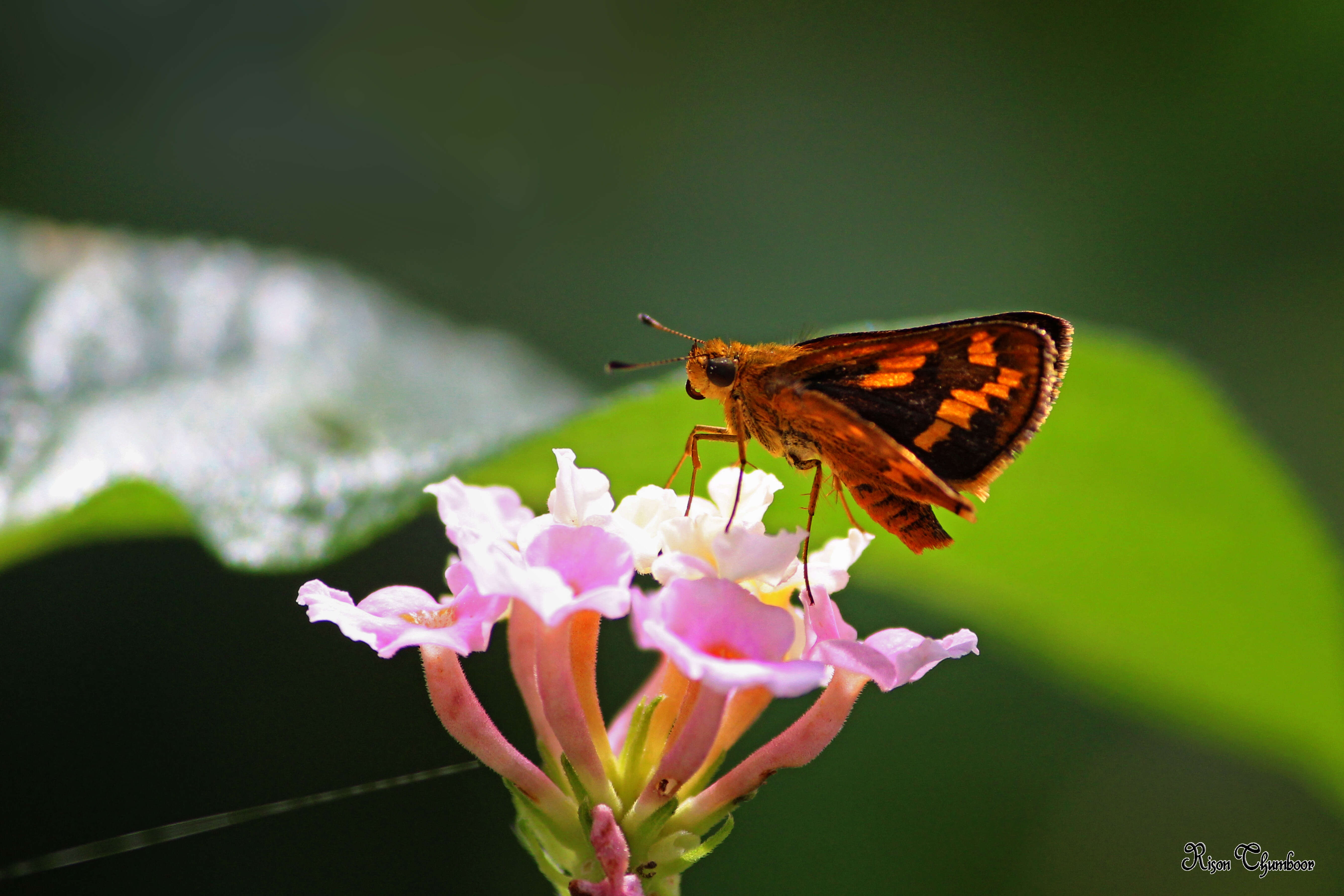 Image of Tamil grass dart