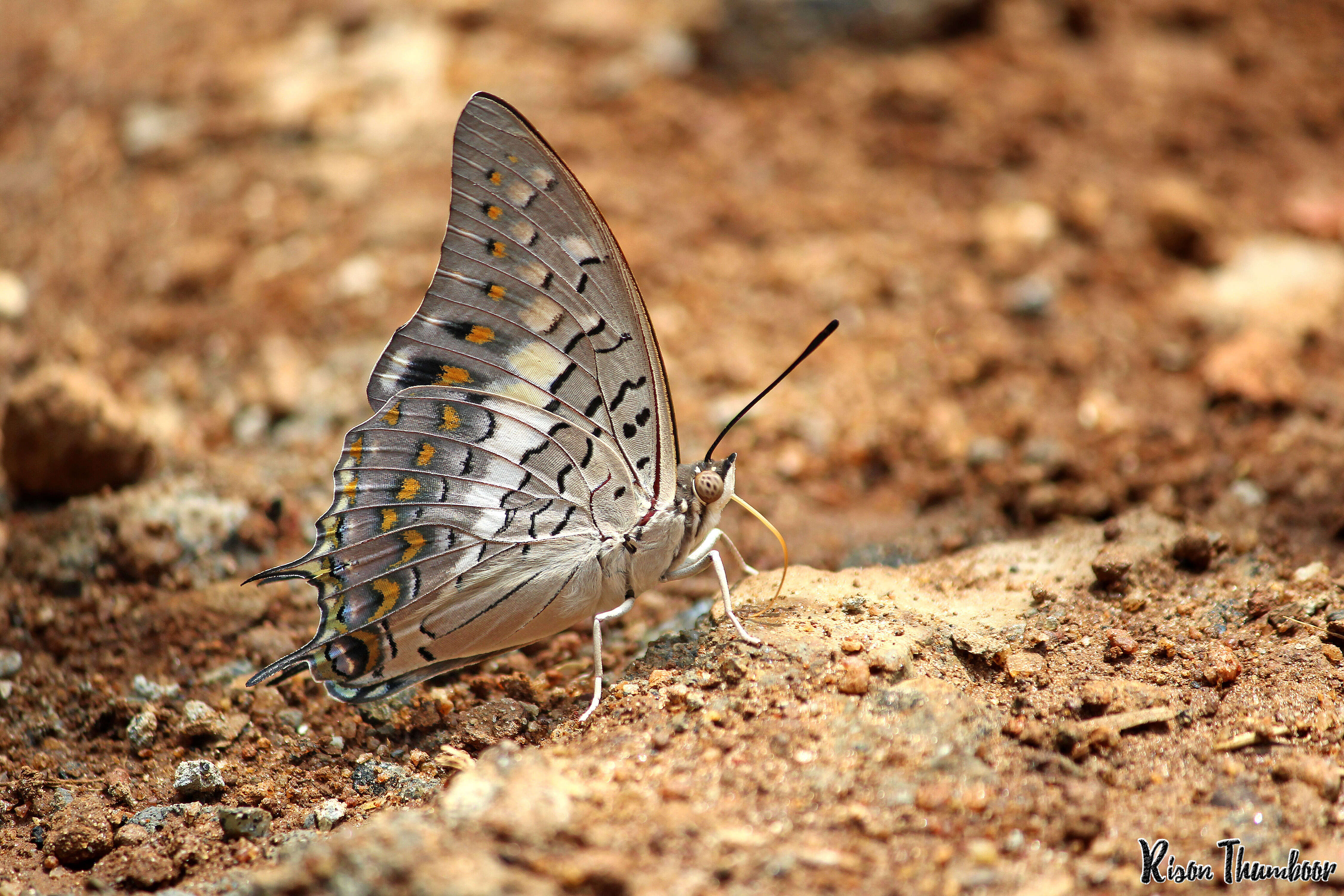 Imagem de Charaxes solon Fabricius 1793