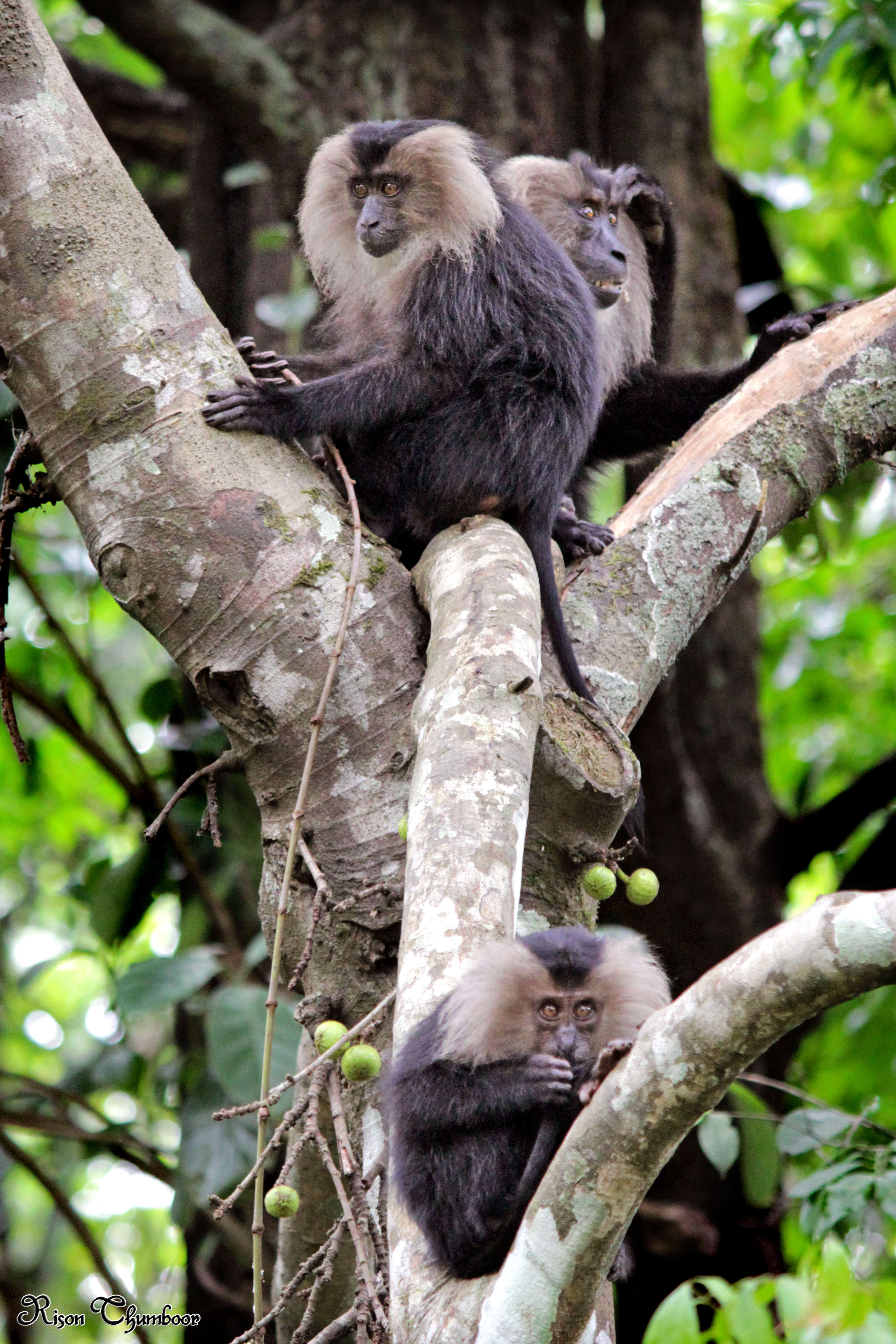 Image of Lion-tailed Macaque