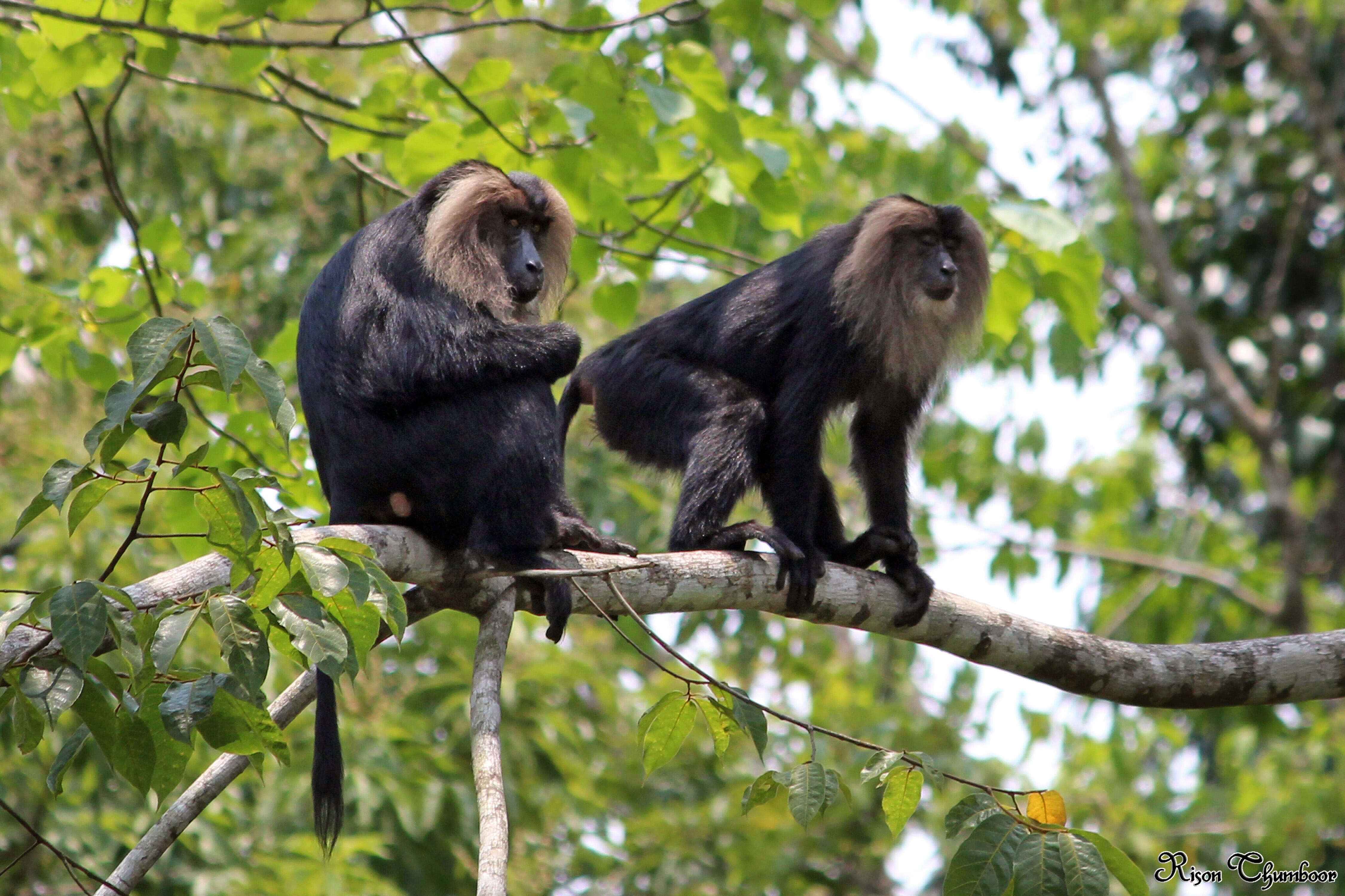 Image of Lion-tailed Macaque