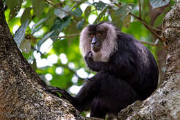 Image of Lion-tailed Macaque