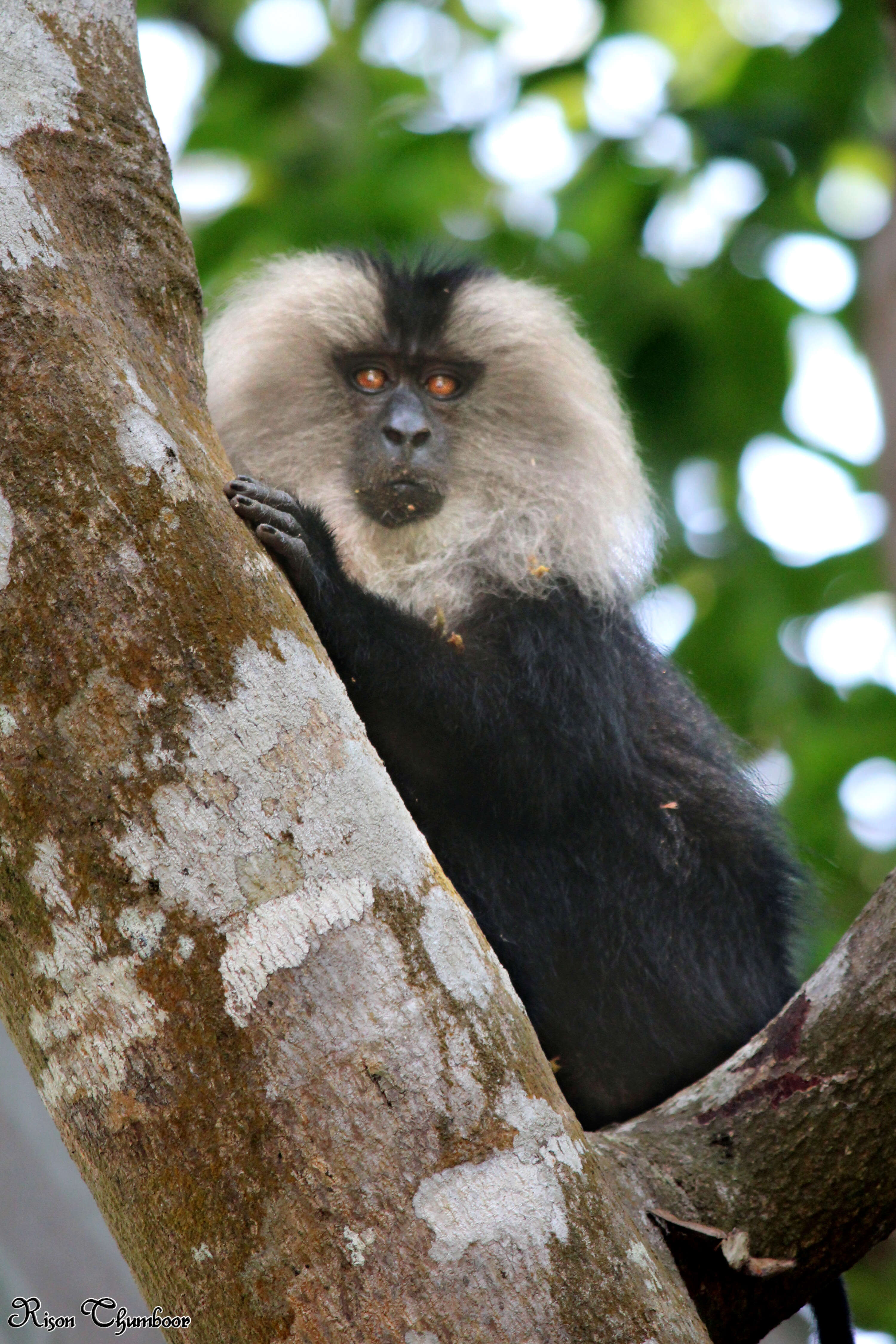 Image of Lion-tailed Macaque