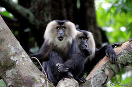 Image of Lion-tailed Macaque