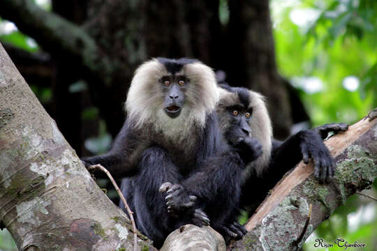 Image of Lion-tailed Macaque