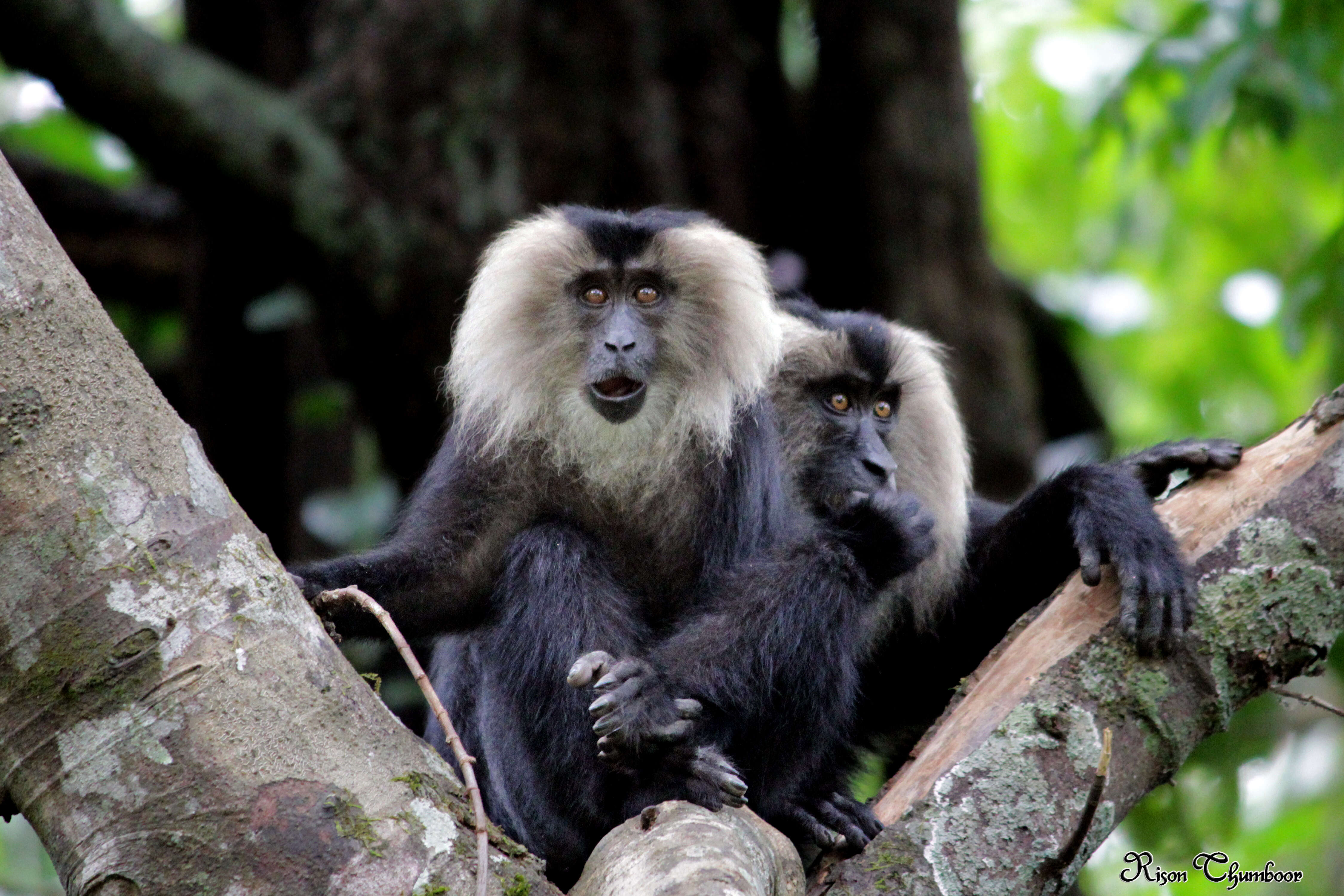 Image of Lion-tailed Macaque