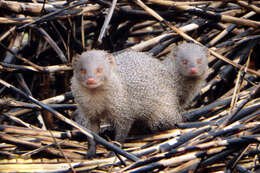 Image of Indian Gray Mongoose