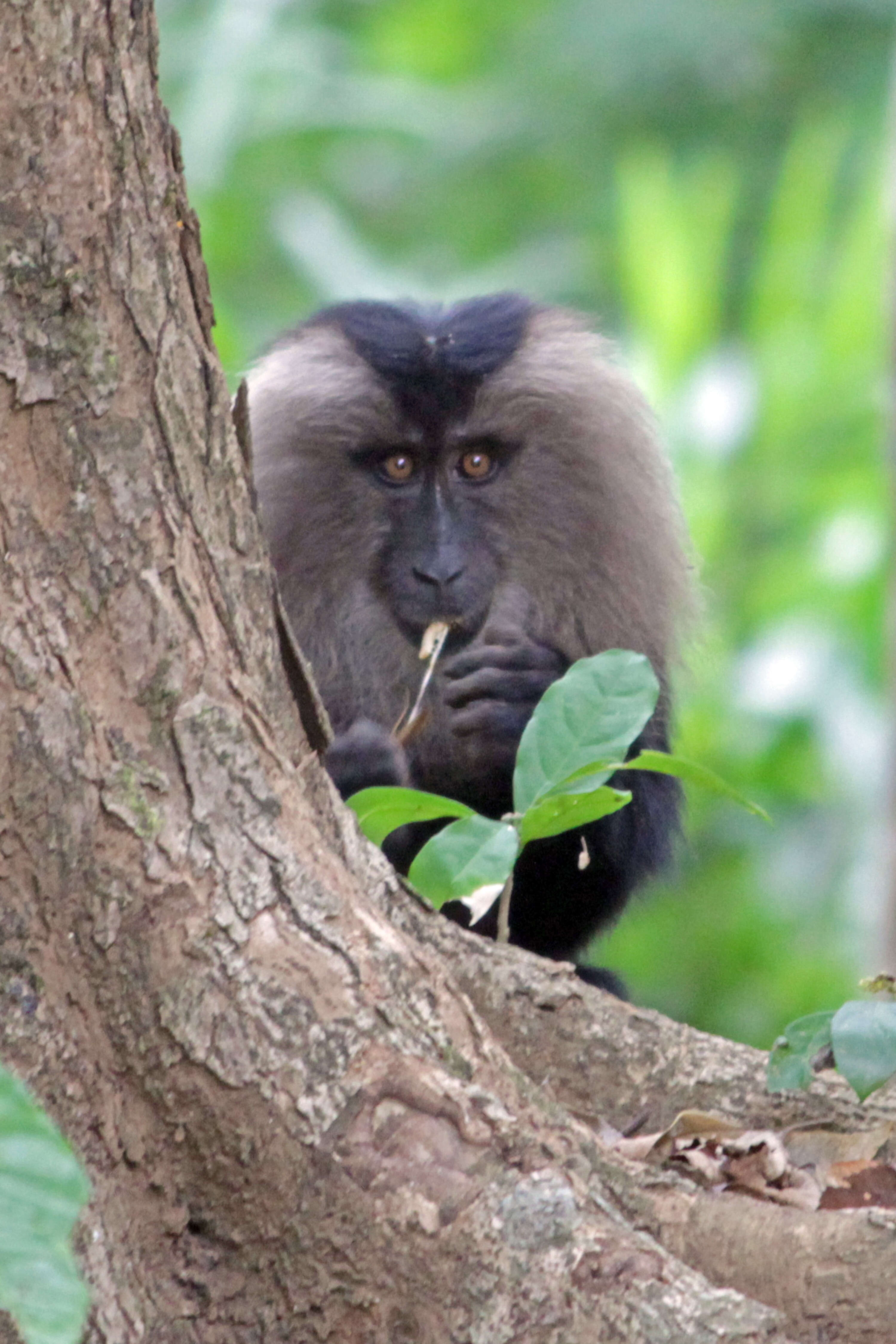 Image of Lion-tailed Macaque